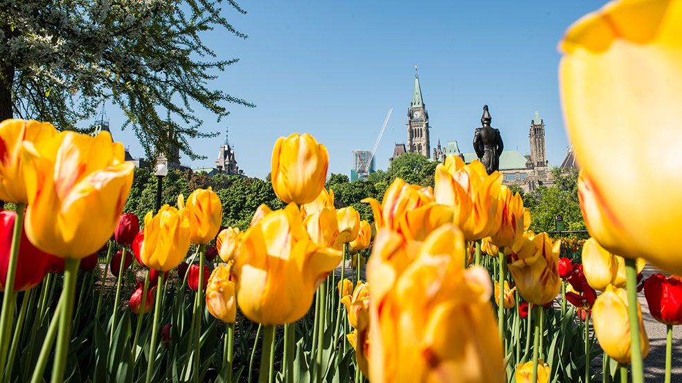 Tulips at Major's Hill Park Tulips, Parliament building in the background