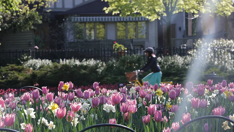 Canadian Tulip Festival - cycling