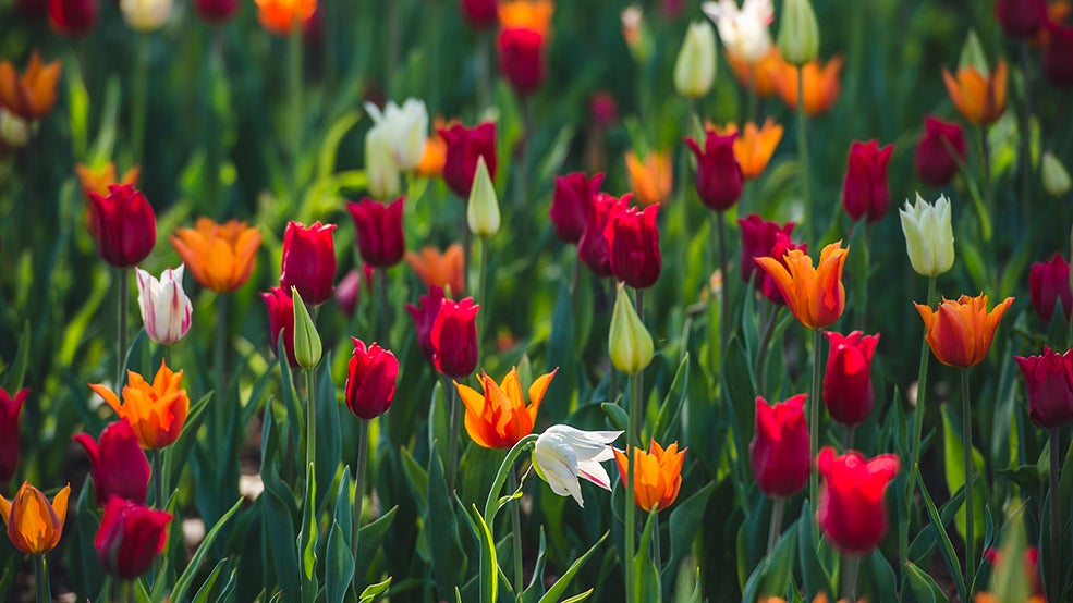 Canadian Tulip Festival