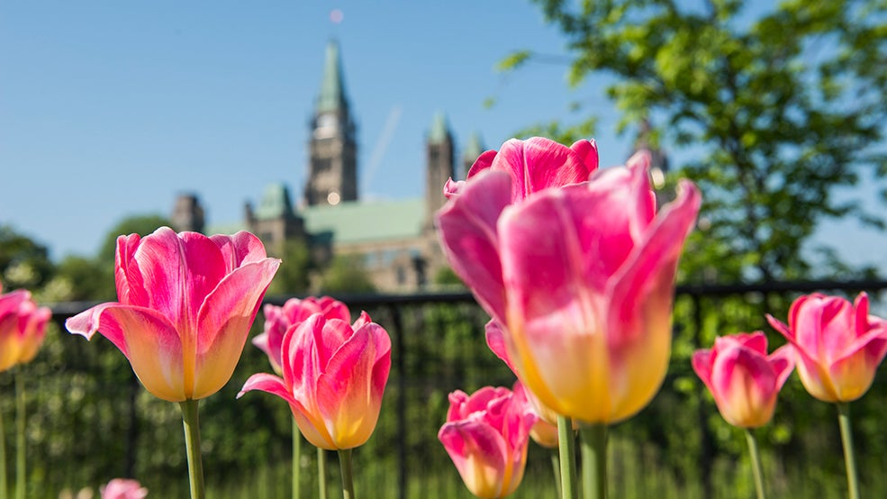 Tulips, Major's Hill Park, Parliament