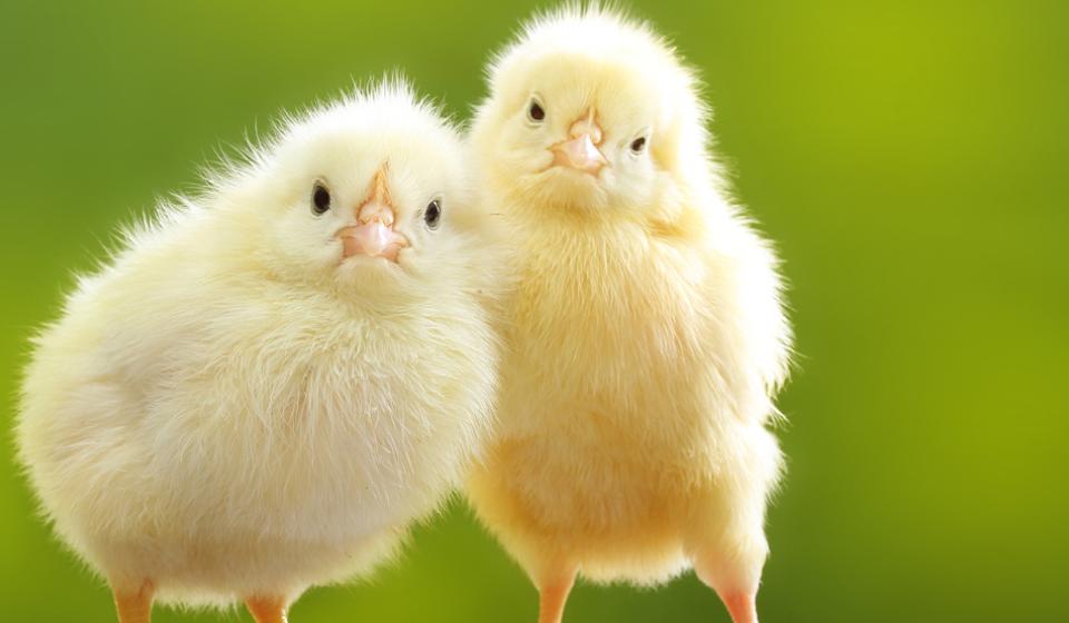 Two fluffy yellow chicks against a green background