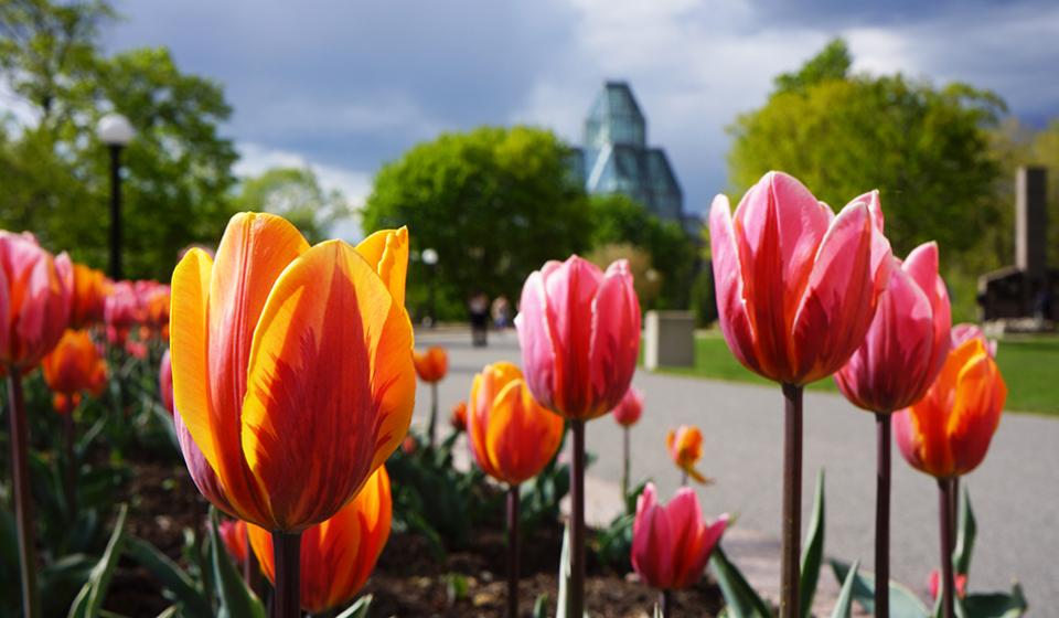 Tulips at Major's Hill Park