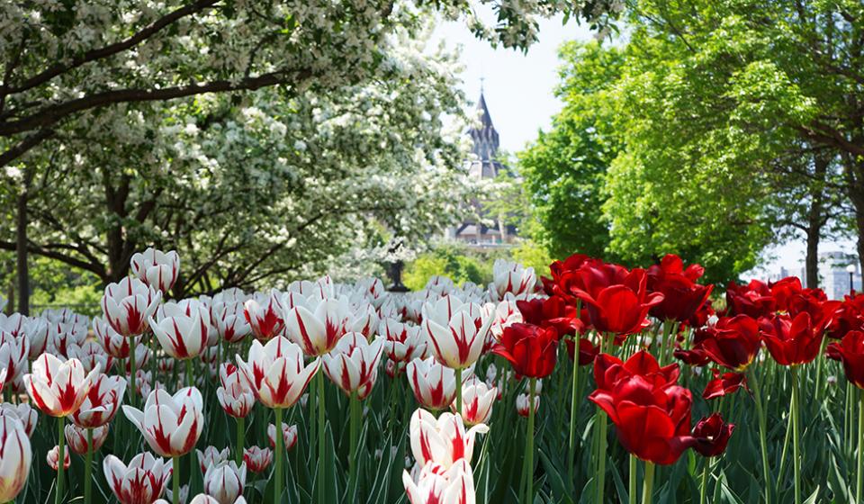 Tulips at Major's Hill Park Tulips, Parliament building in the background