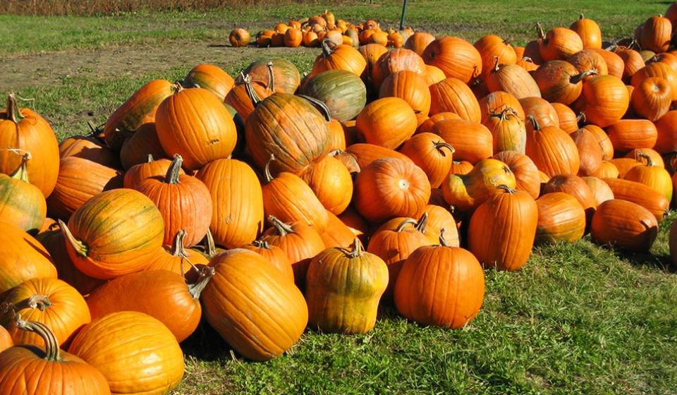 Pumpkins, fall