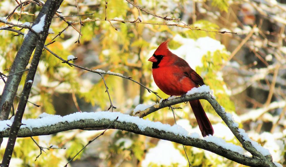 Cardinal