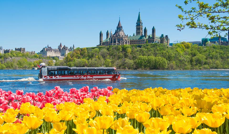 Lady Dive Amphibus Tour, Tulips