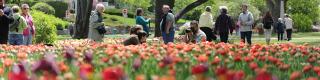 Canadian Tulip Festival