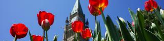 Peace Tower Parliament Hill, Tulips