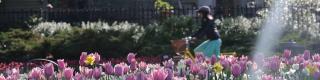 Canadian Tulip Festival, cycling