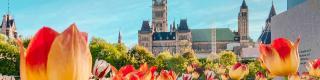 Tulips, Parliament buildings